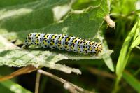 Cucullia verbasci