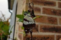 Limenitis reducta
