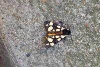 Arctia villica