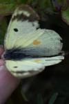 Colias alfacariensis
