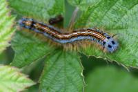 Malacosoma neustria