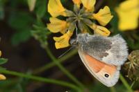 Coenonympha pamphilus