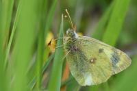 Colias alfacariensis