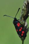 Zygaena filipendulae