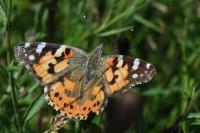 Vanessa cardui