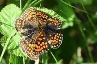 Melitaea athalia