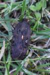 Noctua pronuba