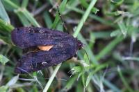 Noctua pronuba