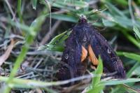 Noctua pronuba