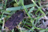 Noctua pronuba