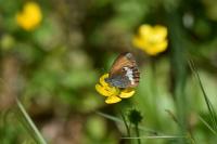 Coenonympha arcania