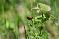 Ochlodes sylvanus