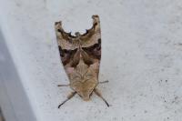Phlogophora meticulosa