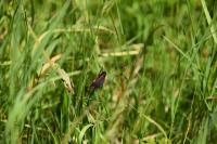 Tyria jacobaeae