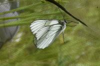Aporia crataegi