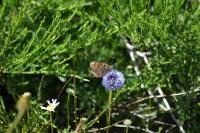 Melitaea phoebe