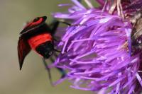 Zygaena sarpedon
