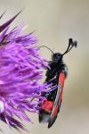 Zygaena sarpedon