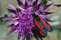 Zygaena sarpedon