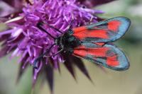 Zygaena sarpedon