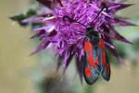 Zygaena sarpedon