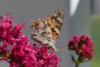 Vanessa cardui