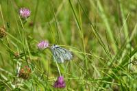 Aporia crataegi