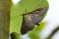 Cydalima perspectalis