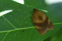 Cacoecimorpha pronubana