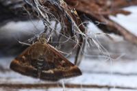 Pyrausta despicata
