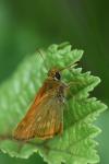 Ochlodes sylvanus
