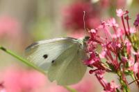 Pieris rapae