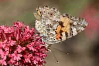 Vanessa cardui