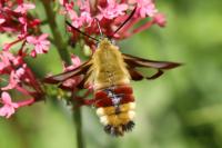 Hemaris fuciformis