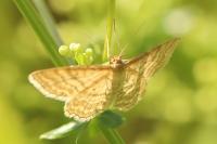 Idaea ochrata
