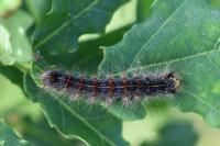 Lymantria dispar