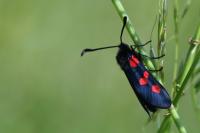 Zygaena trifolii