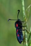 Zygaena trifolii