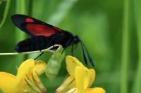 Zygaena trifolii