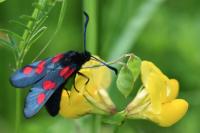 Zygaena trifolii