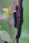 Saturnia pavonia