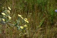 Thymelicus sylvestris