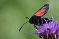 Zygaena trifolii