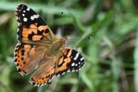 Vanessa cardui