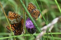 Melitaea athalia
