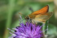 Thymelicus sylvestris