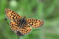 Boloria dia