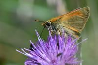 Thymelicus sylvestris