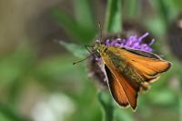 Thymelicus sylvestris