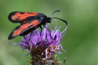 Zygaena trifolii